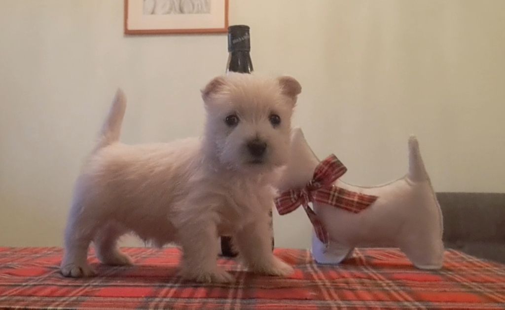 Du moulin de labatut - Chiot disponible  - West Highland White Terrier