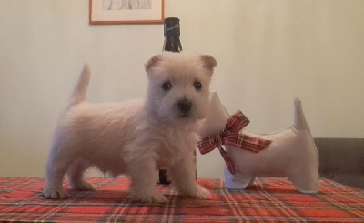 Du moulin de labatut - West Highland White Terrier - Portée née le 17/01/2024