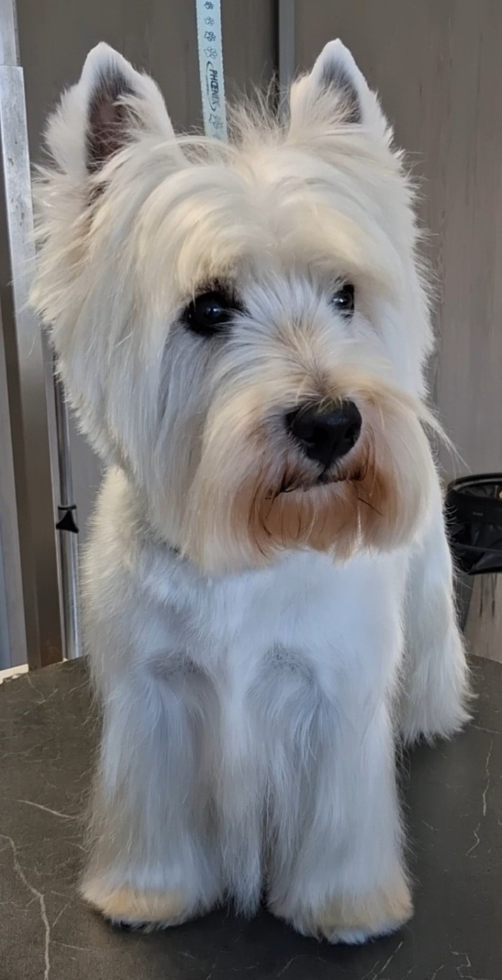 Toy story de Biguinine