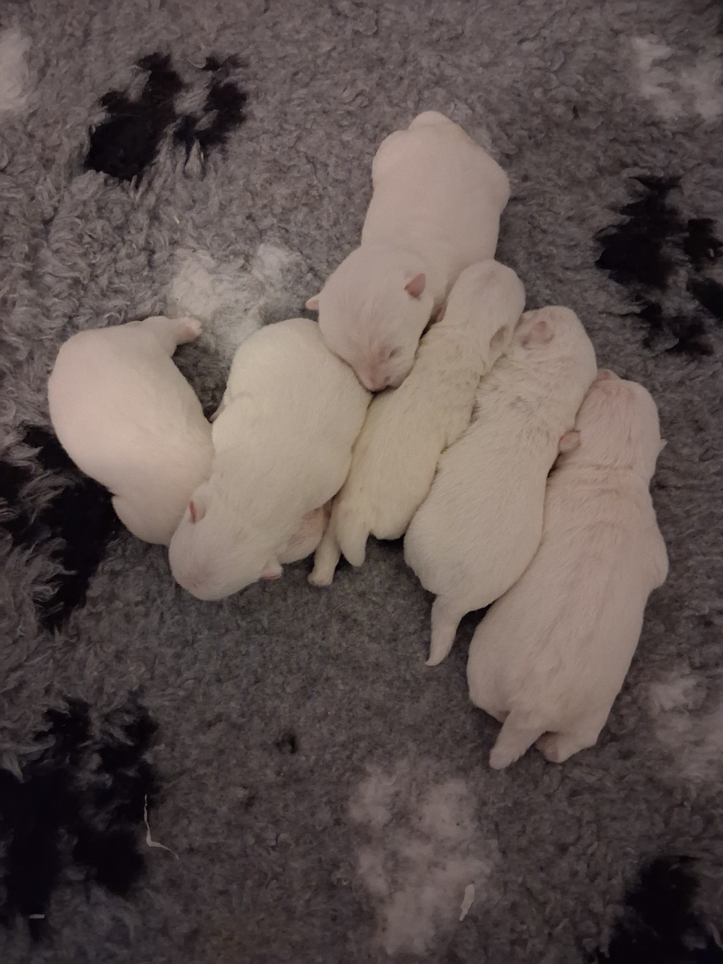 Des petites meringues sont nés...