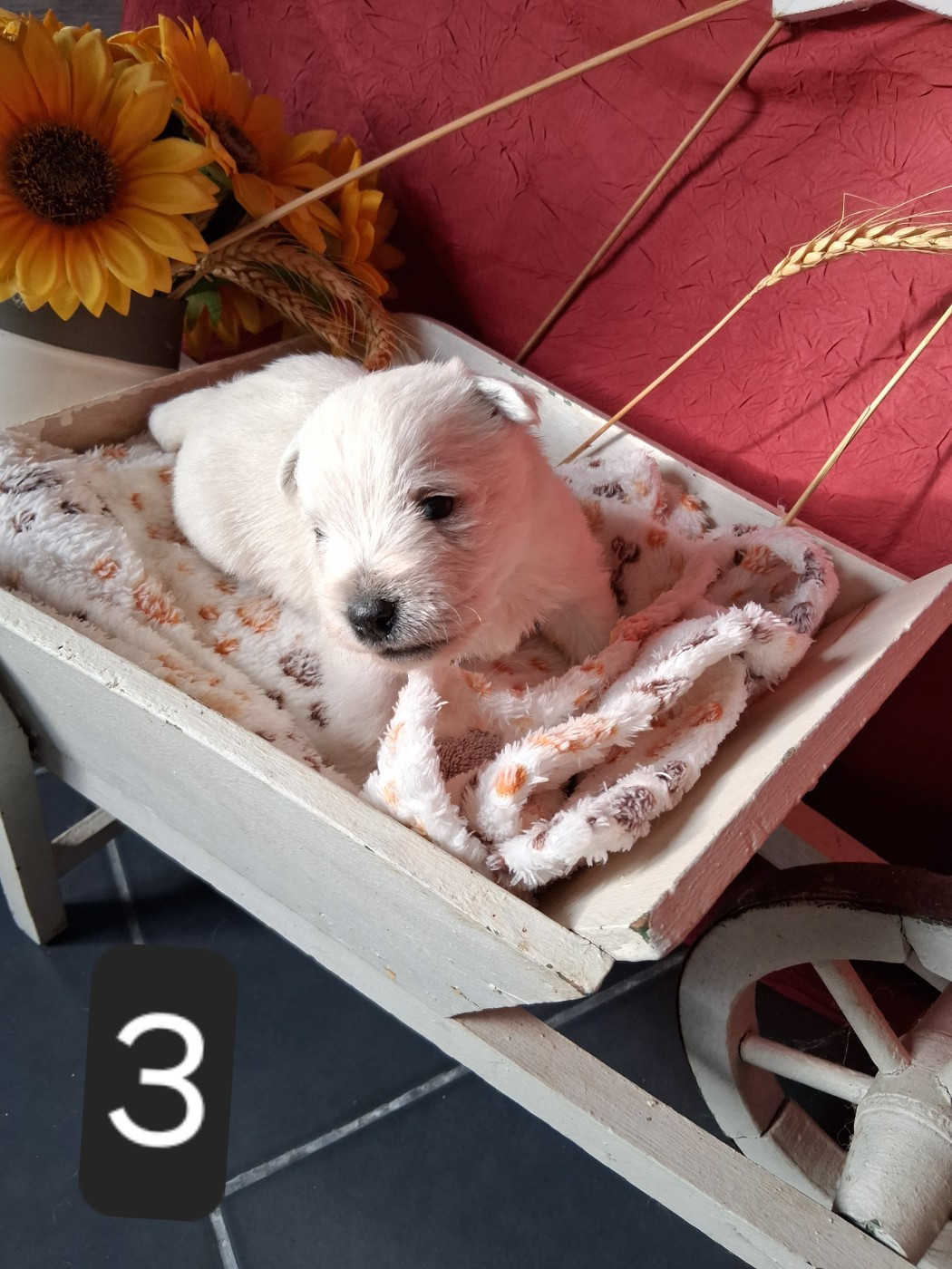 Du moulin de labatut - Chiots mâles disponibles à la réservation.