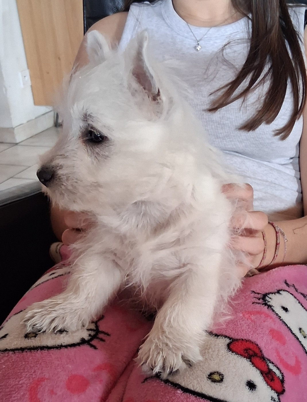 Atchoum cherche sa famille.