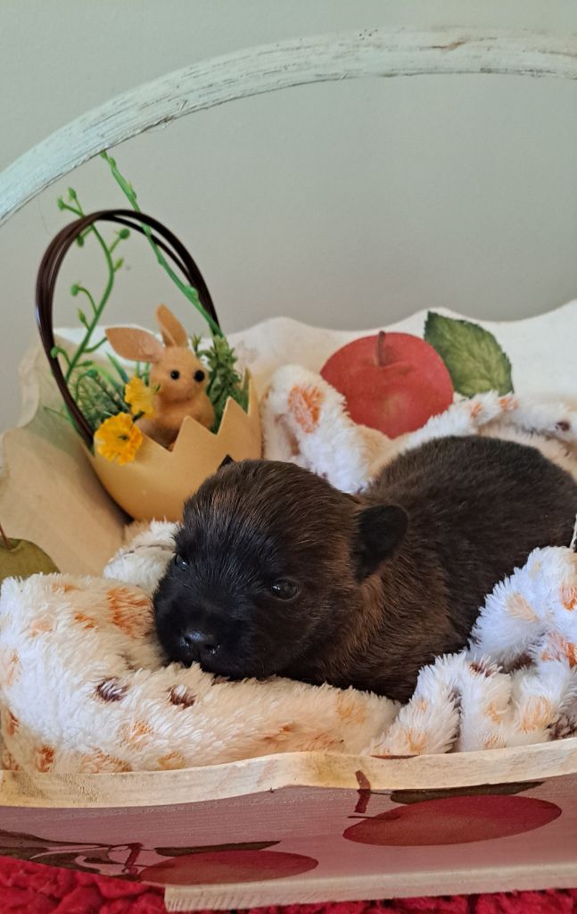 Du moulin de labatut - Chiots disponibles - Cairn Terrier