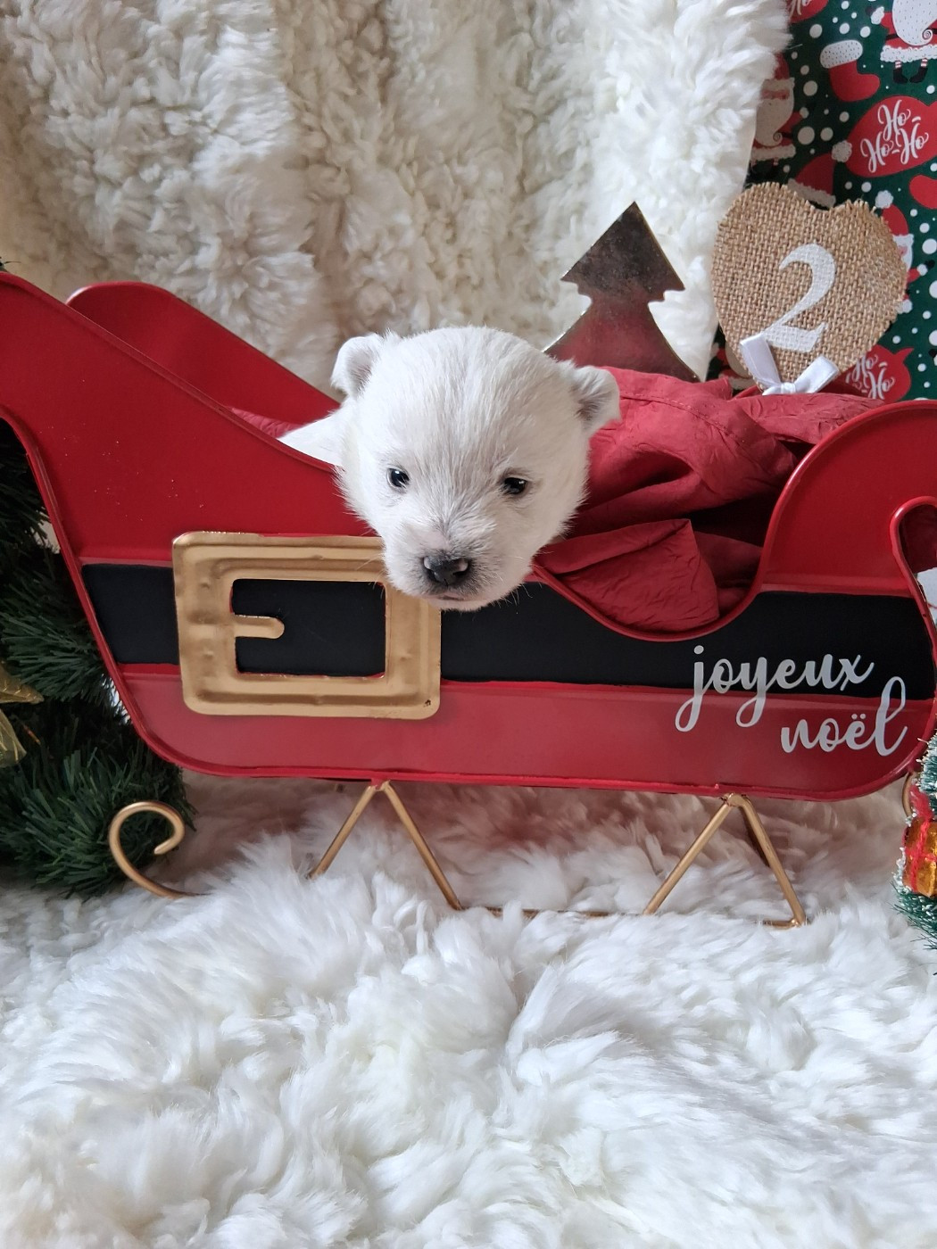 Du moulin de labatut - West Highland White Terrier - Portée née le 02/12/2025