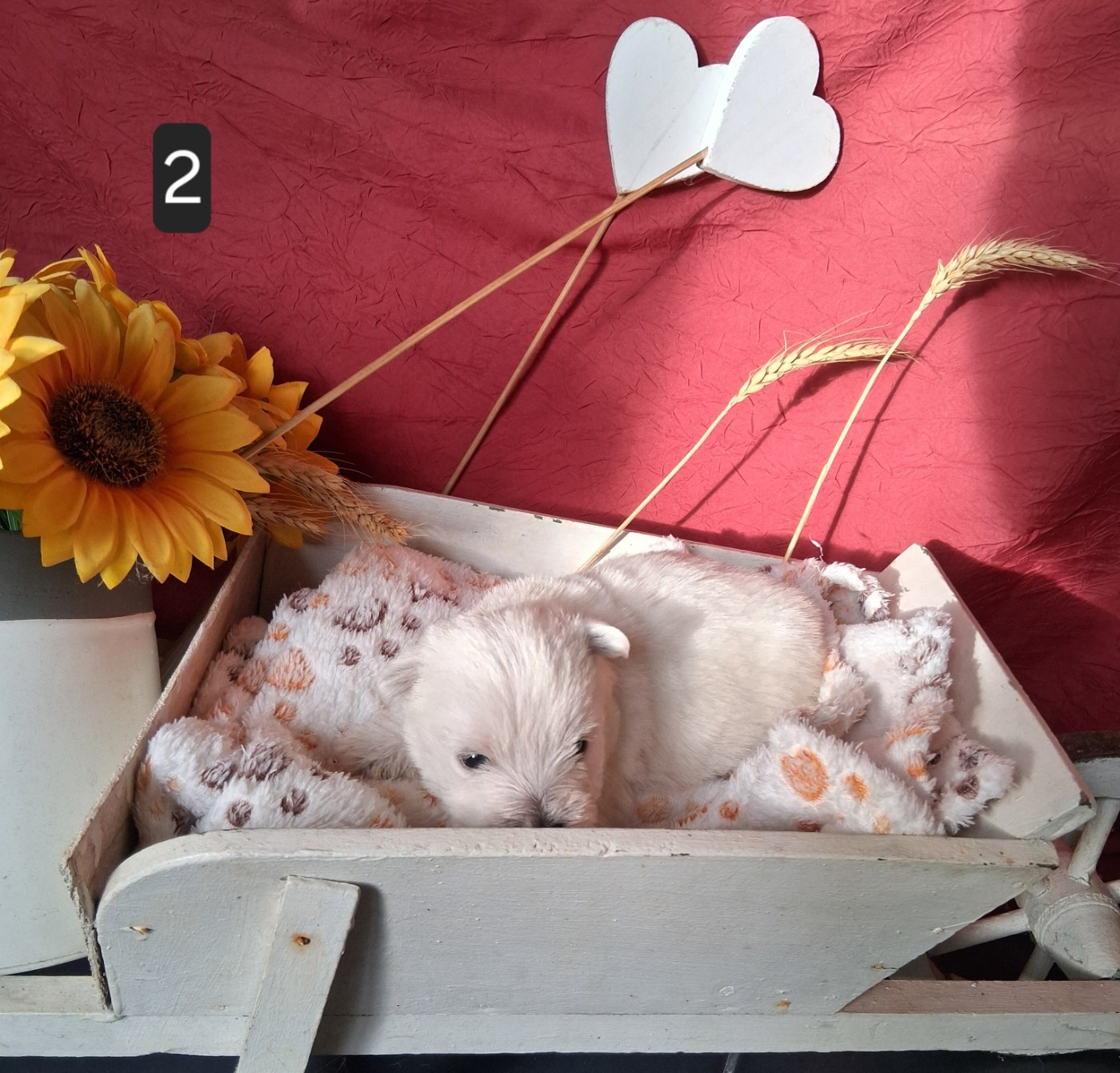 Du moulin de labatut - Chiots disponibles - West Highland White Terrier