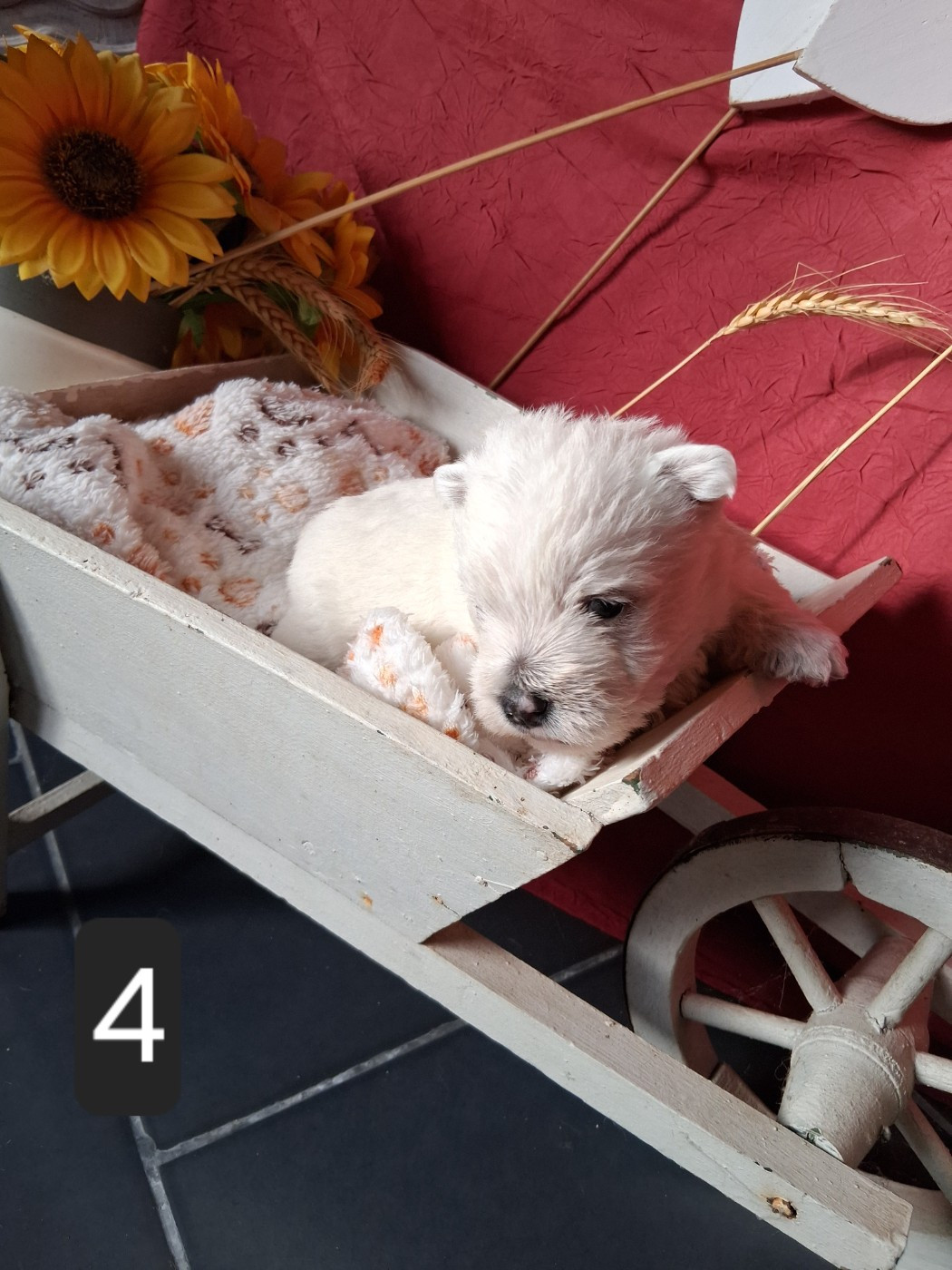 Du moulin de labatut - Chiots disponibles - West Highland White Terrier