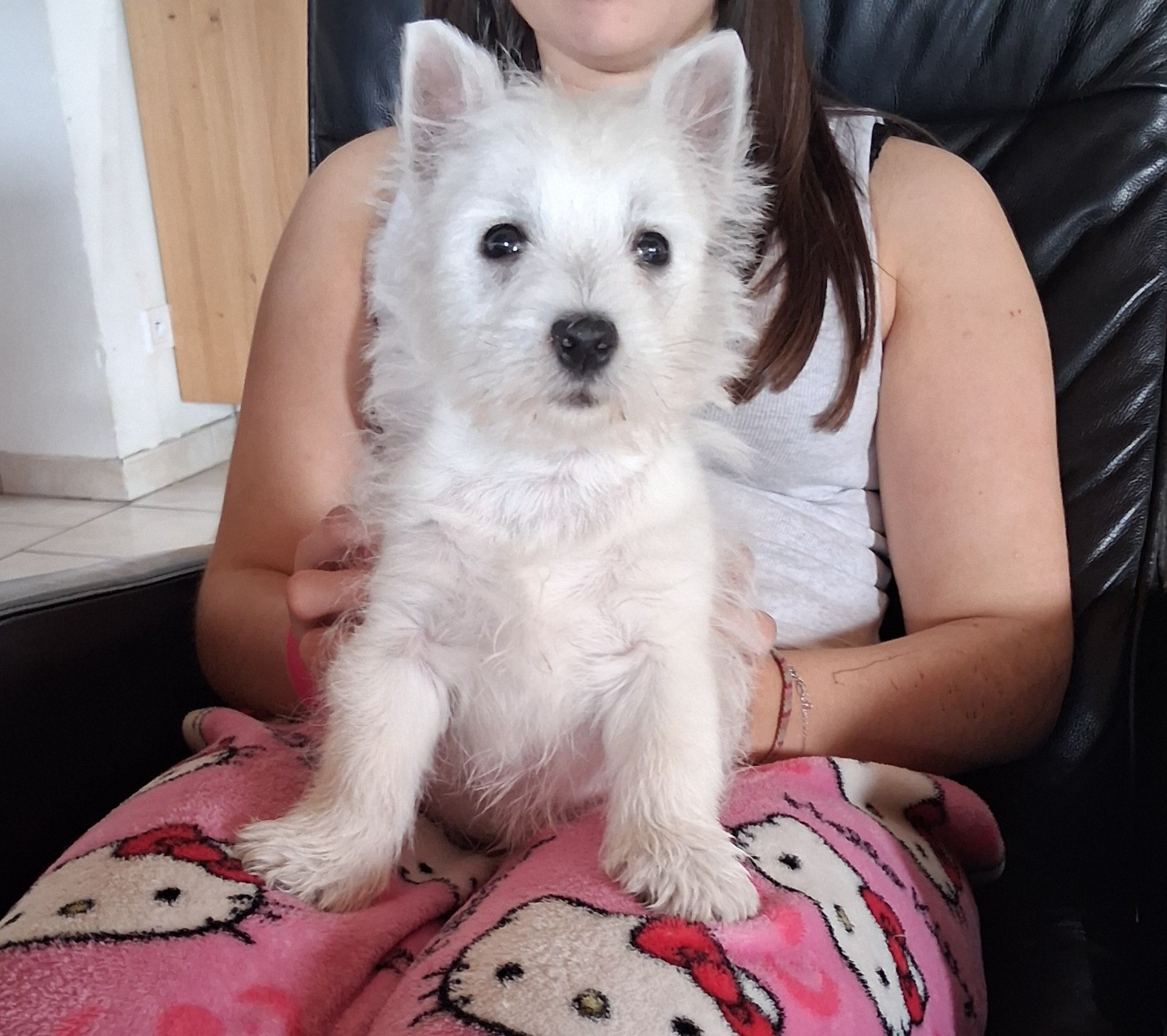 Du moulin de labatut - Chiots disponibles - West Highland White Terrier