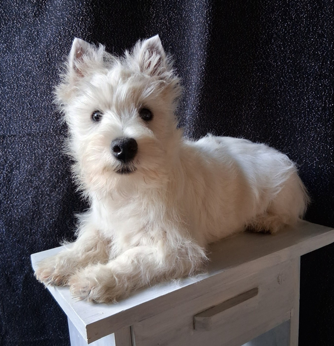Du moulin de labatut - Chiots disponibles - West Highland White Terrier