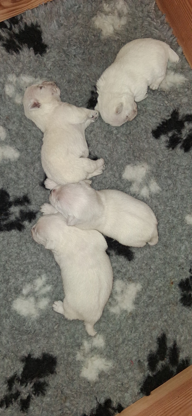 Chiot West Highland White Terrier Du moulin de labatut