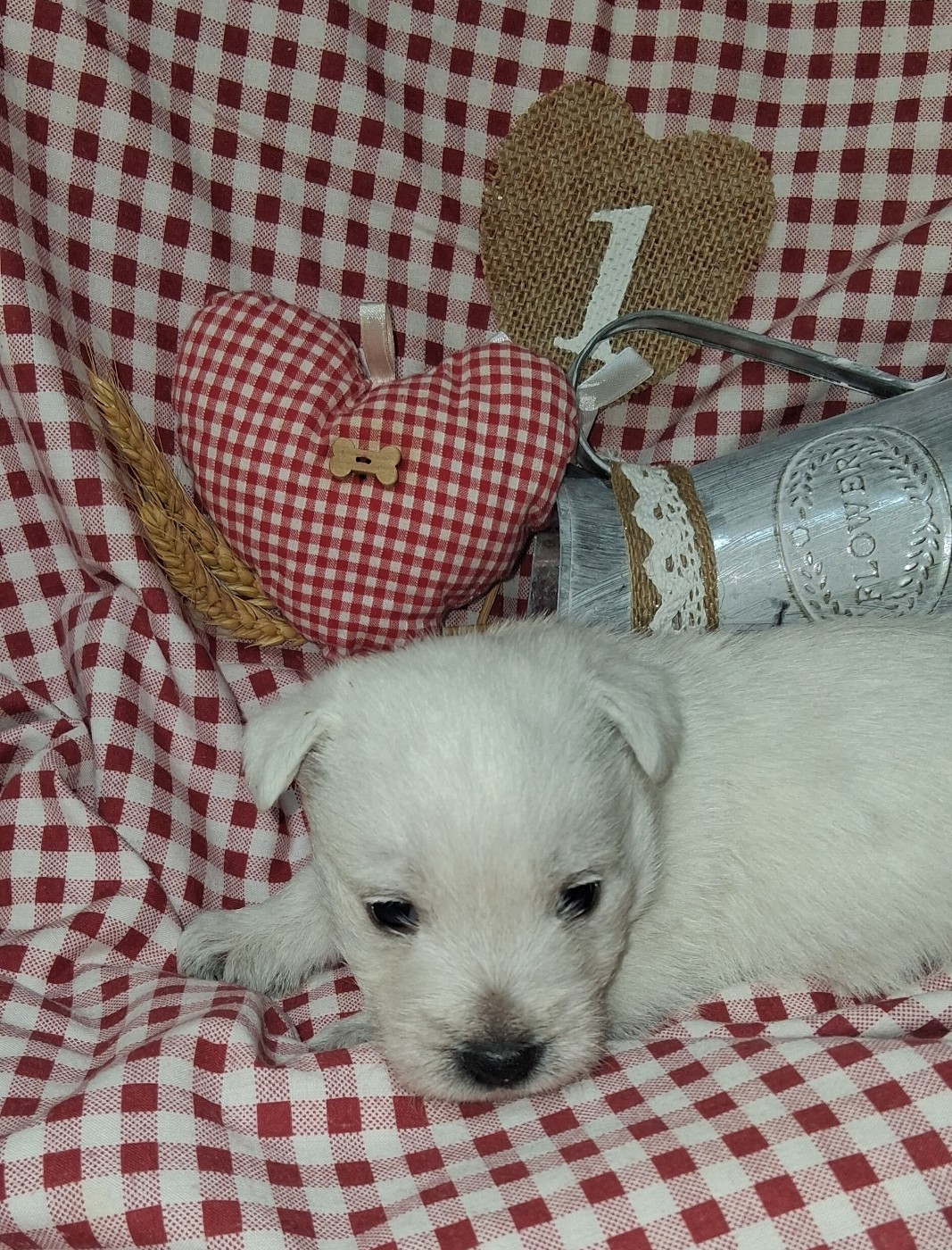 Du moulin de labatut - Chiots disponibles - West Highland White Terrier