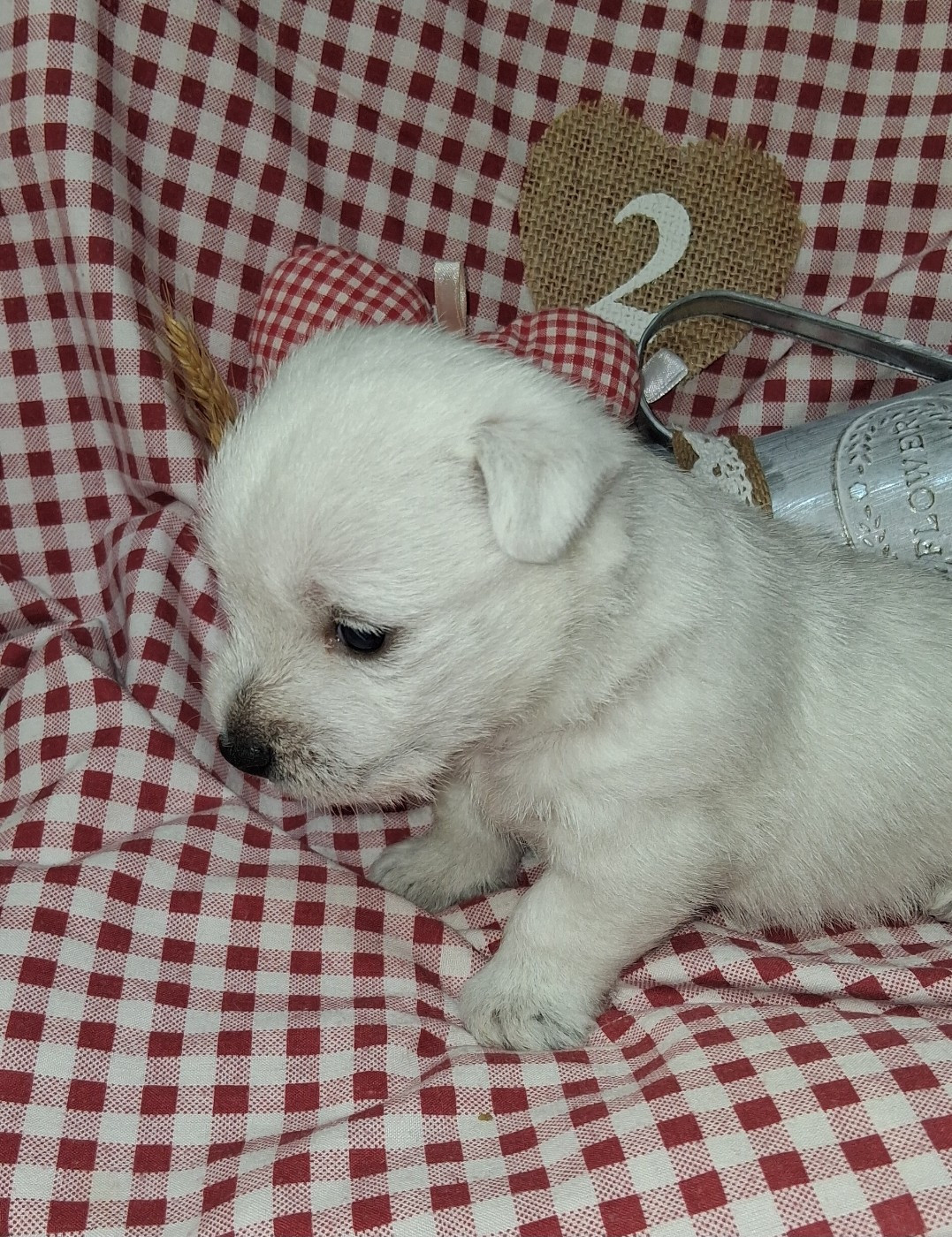 Du moulin de labatut - Chiots disponibles - West Highland White Terrier