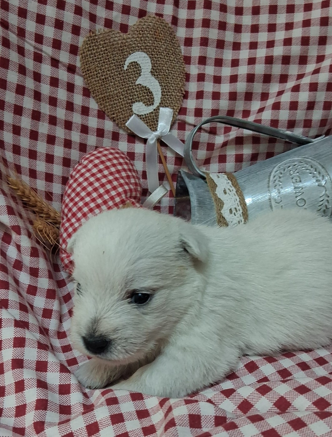 Du moulin de labatut - Chiots disponibles - West Highland White Terrier