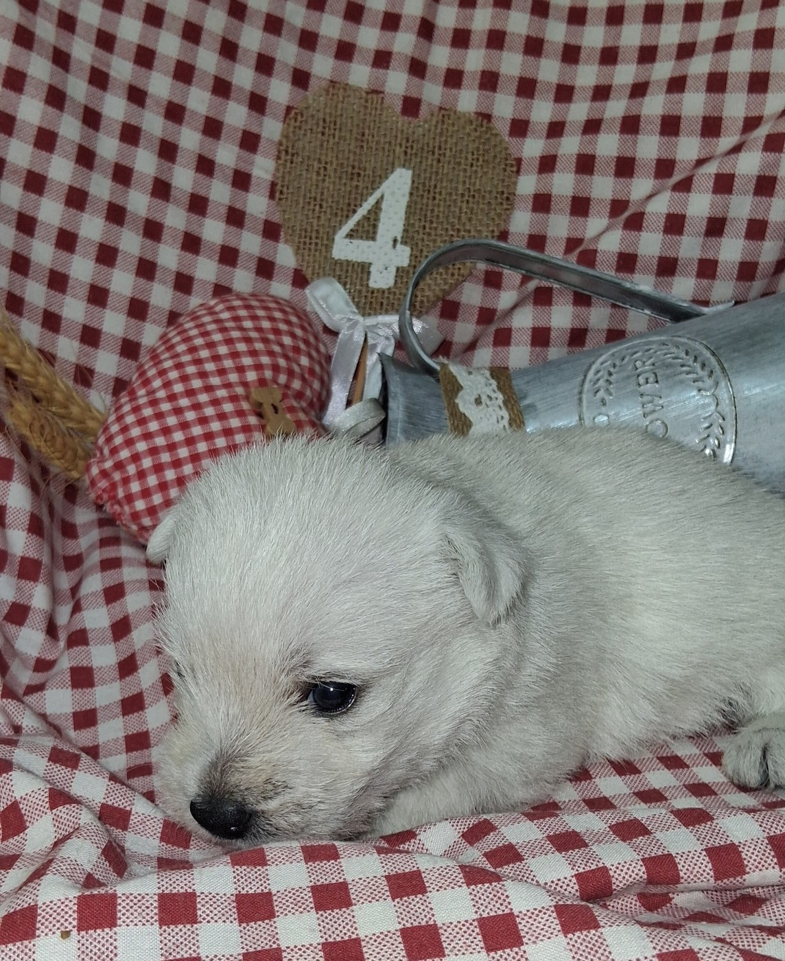 Du moulin de labatut - Chiots disponibles - West Highland White Terrier