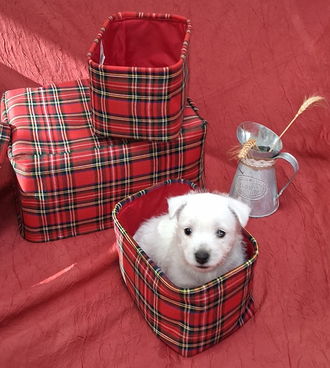 Du moulin de labatut - Chiots disponibles - West Highland White Terrier