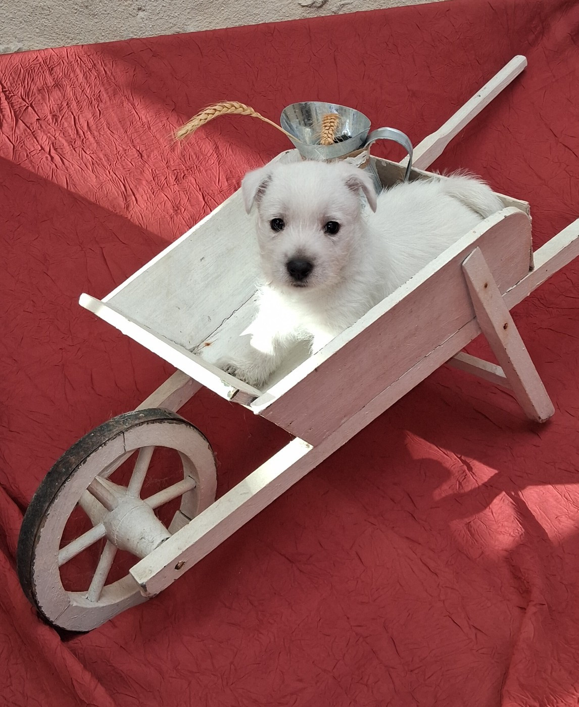 Du moulin de labatut - Chiots disponibles - West Highland White Terrier