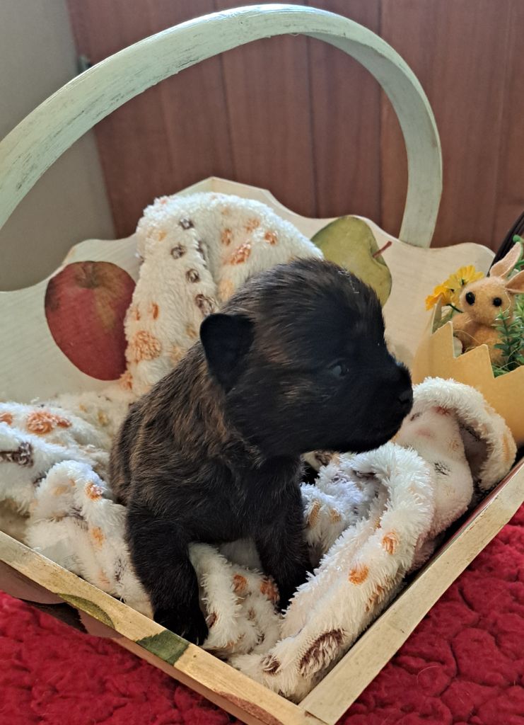 Du moulin de labatut - Chiots disponibles - Cairn Terrier